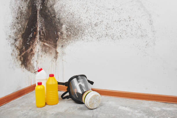 Best Toxic Mold Removal  in Frederic, WI