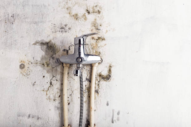 Best Home Mold Removal  in Frederic, WI