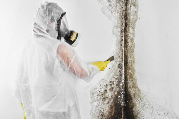 Best Emergency Mold Removal  in Frederic, WI