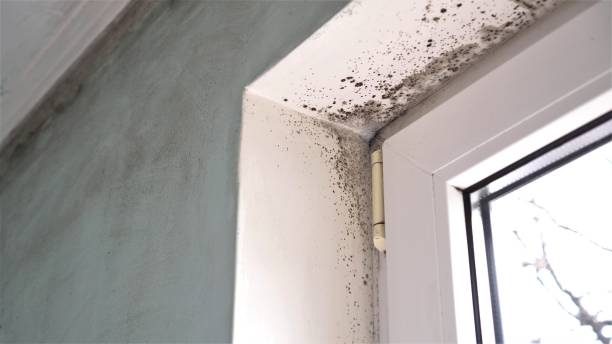 Best Mold Remediation  in Frederic, WI