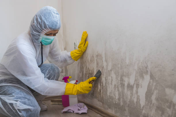 Best Professional Mold Removal  in Frederic, WI