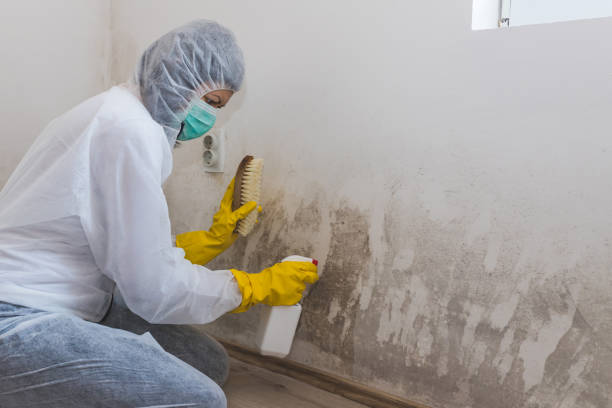 Attic Mold Removal in Frederic, WI