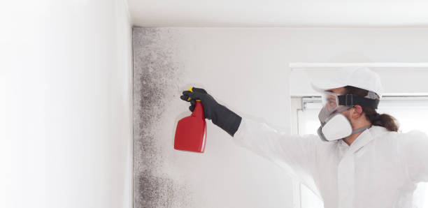 Best Same-Day Mold Removal  in Frederic, WI