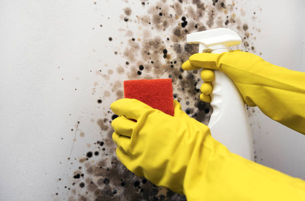 Frederic, WI Mold Removal Company