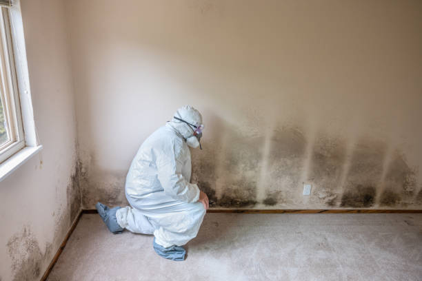 Best Best Mold Removal Companies  in Frederic, WI