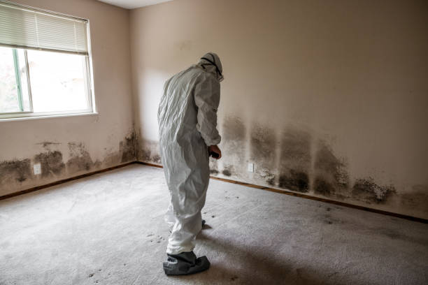 Best Black Mold Removal  in Frederic, WI