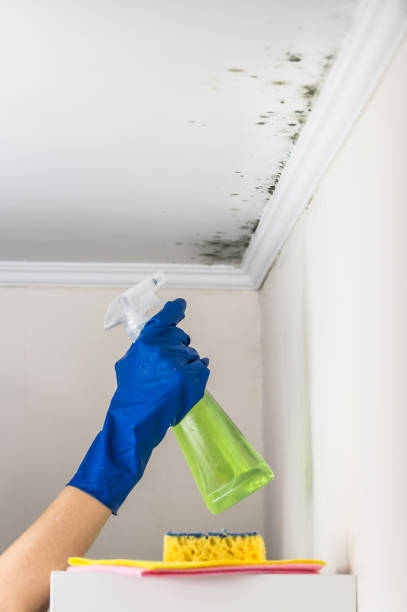 Best Emergency Mold Removal  in Frederic, WI