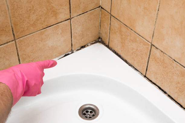 Best Mold Removal and Inspection  in Frederic, WI