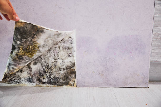 Best Water Damage Restoration  in Frederic, WI
